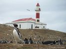 Isla Magdalena Pinguinera (penguin Rookery)