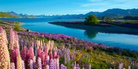 Lake Tekapo, New Zealand