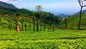 Ooty, India