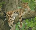 Kabini, India