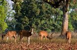 Ranthambhore National Park, India