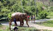 Half Day Elephant Sanctuary Tour In Phuket