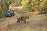 Tadoba, India