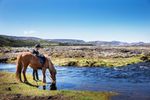 Horseback Riding Tour From Reykjavik