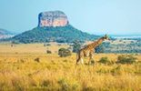 Kruger National Park, South Africa