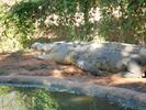 Broome Crocodile Park
