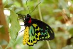 Australia Butterfly Sanctuary