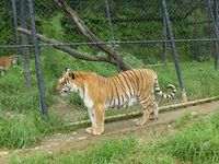 Tiger Tour With Naintial and Mussoorie - Premium