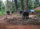Kodanadu Elephant Training Centre