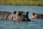 Hippo Camp & Wildlife Sanctuary