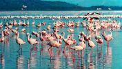 Lake Nakuru National Park - Great Rift Valley, Kenya
