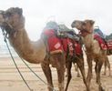 Camel Rides With Coffs Coast Camels