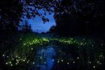 Fireflies At Kuala Selangor