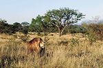 Kapama Game Reserve, South Africa