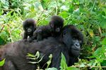 Bwindi National Park, Uganda