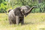 Selous Game Reserve, Tanzania