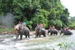 Phuket Bamboo Rafting With Elephant Trekking