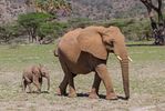 Buffalo Springs And Shaba National Reserve