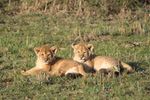 Masai Mara National Reserve, Kenya