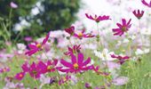 Shingba Rhododendron Sanctuary