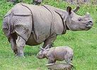 Kaziranga National Park