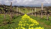 Victor Harbor With Mclaren Vale Wine Region Tour From Adelaide