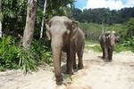 Full Day Elephant Sanctuary Tour In Phuket