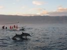 Dolphin Sightings At Lovina