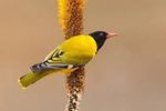 Bird Watching At Lake Bunyonyi