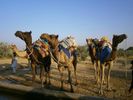 Kamals Private Camel Tours