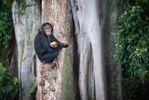 Jane Goodall Chimpanzee Sanctuary