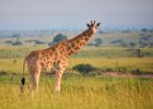 Queen Elizabeth National Park, Uganda