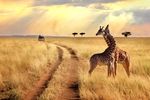 Serengeti National Park, Tanzania