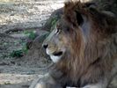 Tyarekoppa Lion Safari