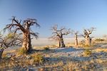 Kubu Island, Botswana