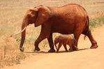 Tsavo West National Park