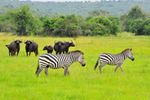 Lake Mburo National Park