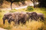 Tarangire National Park, Tanzania