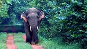 Chandaka Elephant Sanctuary, India