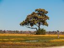 Savute Marsh (western Chobe)