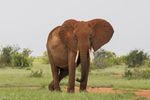 Tsavo East National Park, Kenya