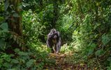 Bwindi Impenetrable National Park.