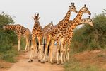 Kidepo Valley National Park, Uganda