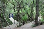 Tarkine Forest Adventures