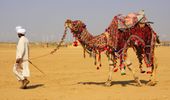 Mystic Camel Safari Day Tours