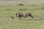 Masai Mara National Reserve