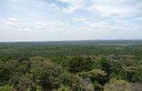 Kakamega Forest