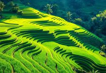 Fun In Bali - Premium