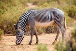 Samburu National Park