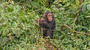 Ngamba Island Chimpanzee Sanctuary